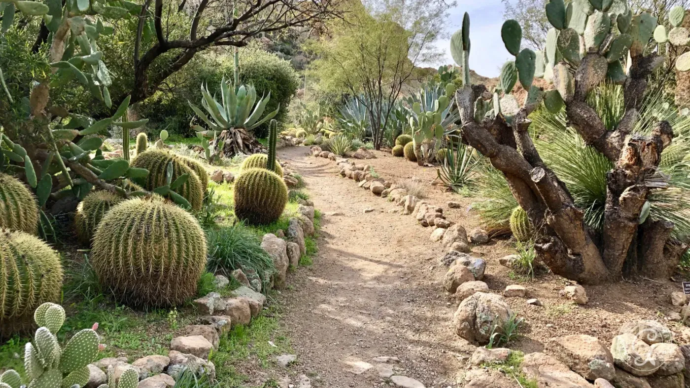 Native Landscape Plants for Arizona and the Desert Southwest - Growing In The Garden