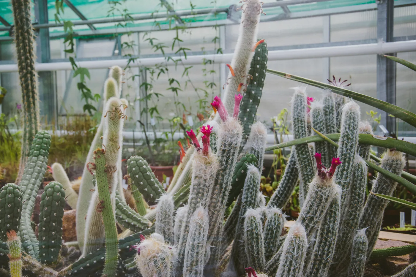 Vibrant cactus flowers blooming indoors, showcasing nature's beauty in a greenhouse setting.